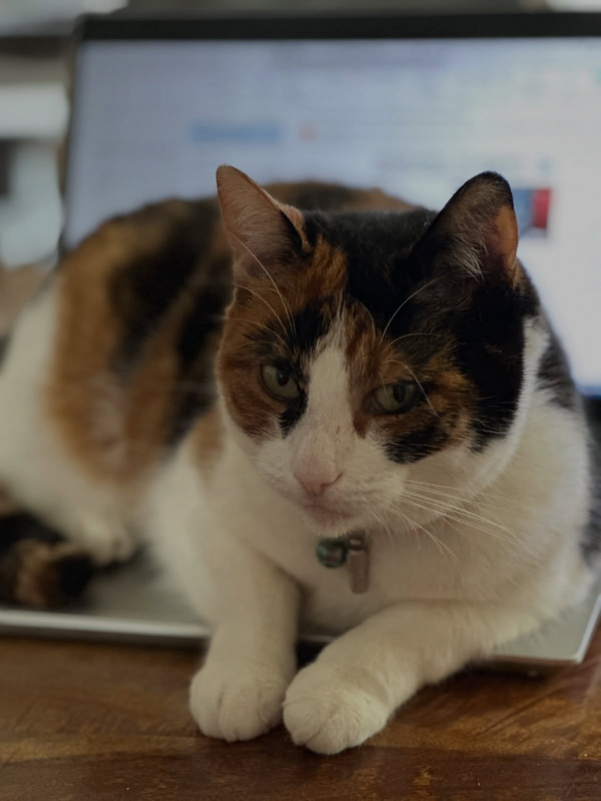 En daarmee was de vergadering gesloten….😹

Productiviteit: 0%
Knuffelpauze: 100% ❤️